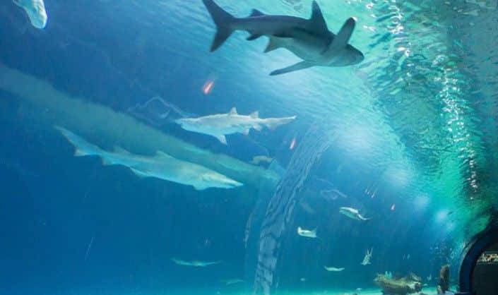 Oceanogràfic: Un viaje de descubrimiento submarino