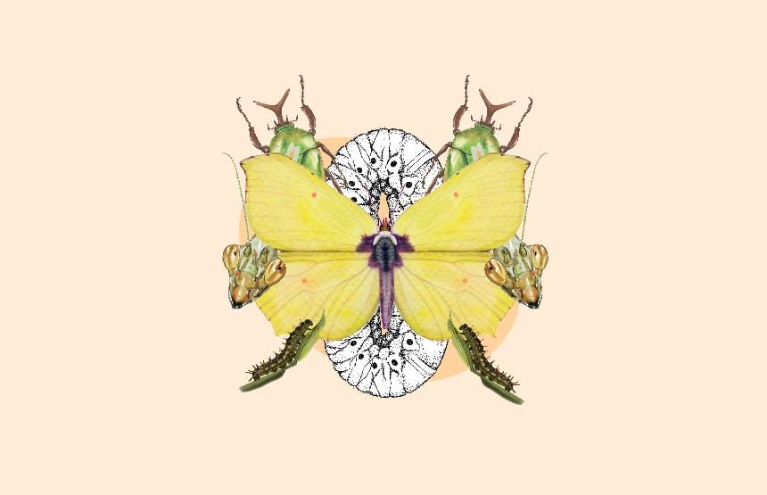 Familia: Taller de ilustración científica. Los insectos