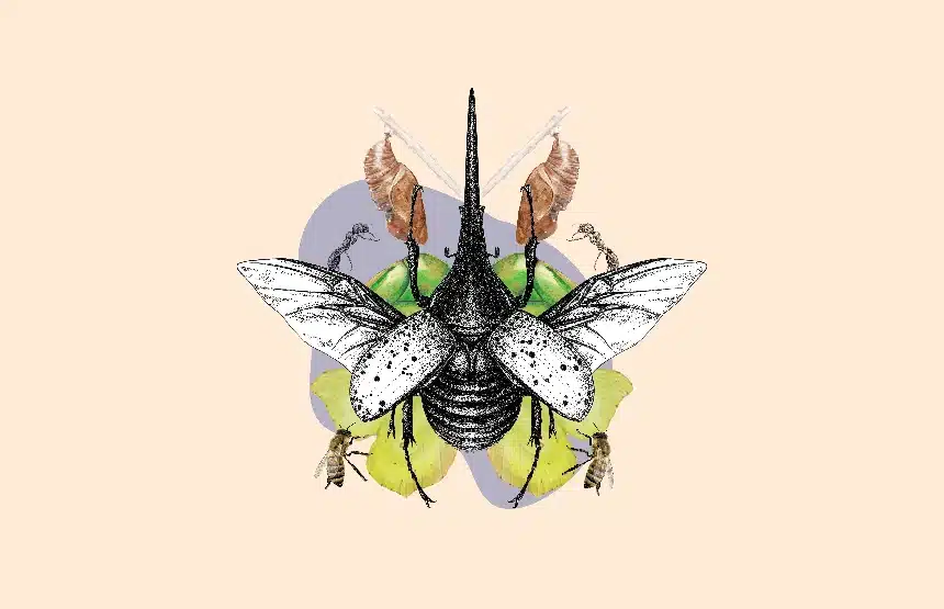 Taller de ilustración científica: Los insectos
