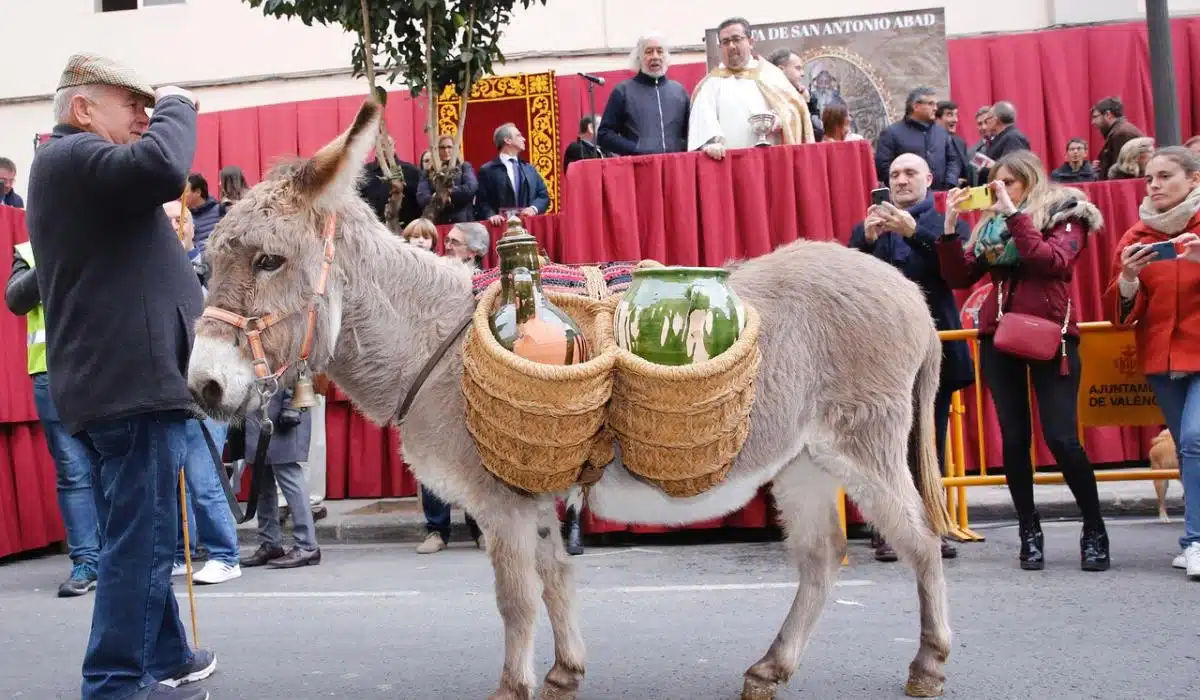Festividad de San Antonio Abad
