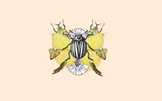 Taller de ilustración científica en familia: Los insectos en Valencia con niños